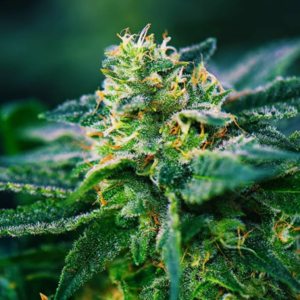 BUY 1 OZ GET 1 OZ FREE