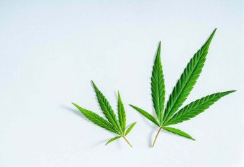 Cannabis leaf, medical marijuana isolated over clean white background in the studio